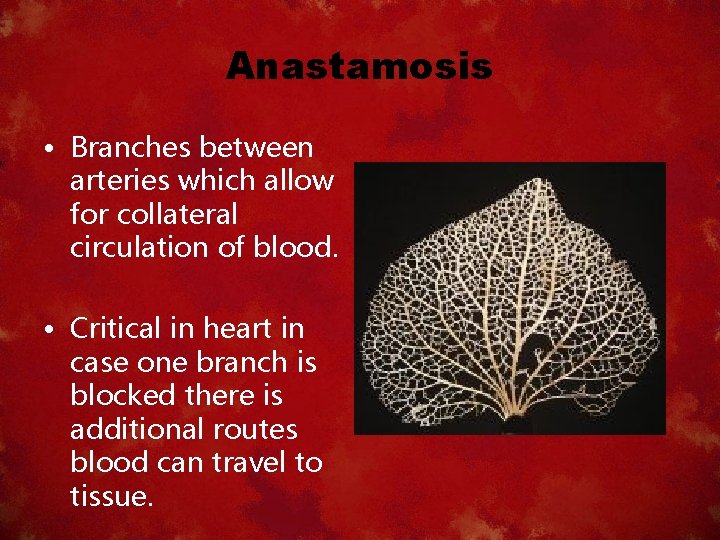 Anastamosis • Branches between arteries which allow for collateral circulation of blood. • Critical