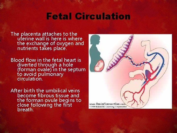 Fetal Circulation The placenta attaches to the uterine wall is here is where the