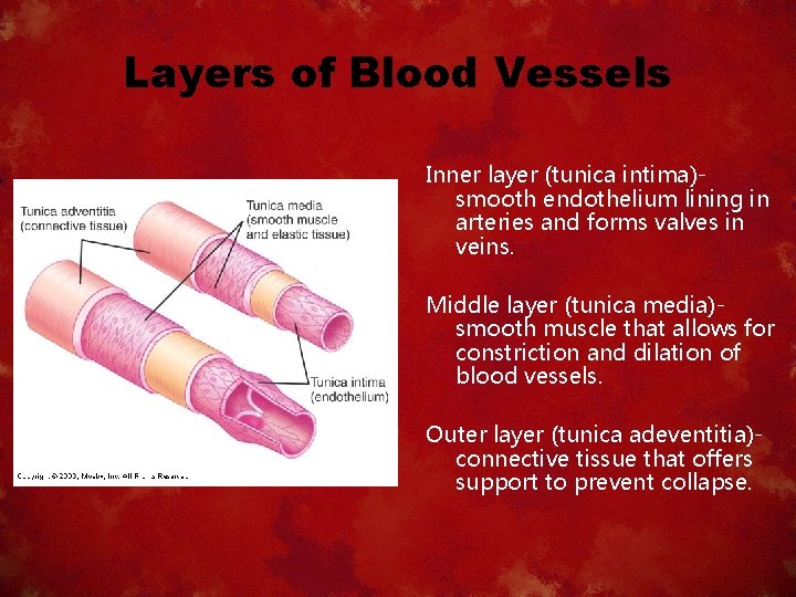 Layers of Blood Vessels Inner layer (tunica intima)smooth endothelium lining in arteries and forms