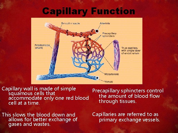 Capillary Function Capillary wall is made of simple Precapillary sphincters control squamous cells that