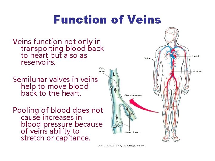 Function of Veins function not only in transporting blood back to heart but also