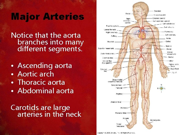 Major Arteries Notice that the aorta branches into many different segments. • • Ascending