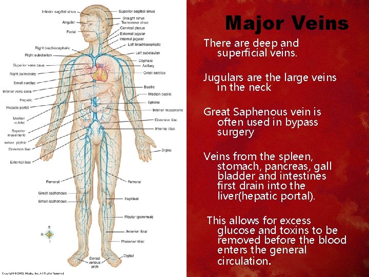 Major Veins There are deep and superficial veins. Jugulars are the large veins in