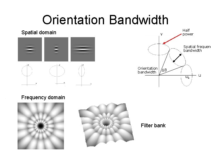 Orientation Bandwidth Spatial domain v Half power Spatial frequenc bandwidth Orientation bandwidth Δθ ωo