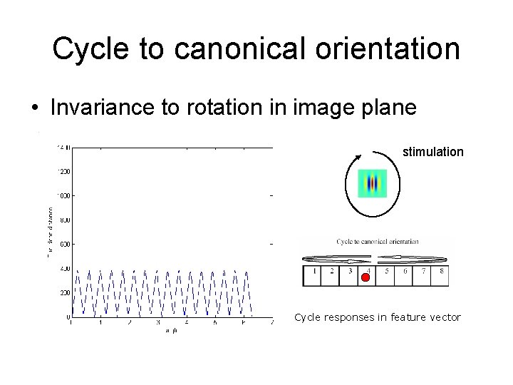 Cycle to canonical orientation • Invariance to rotation in image plane stimulation Cycle responses