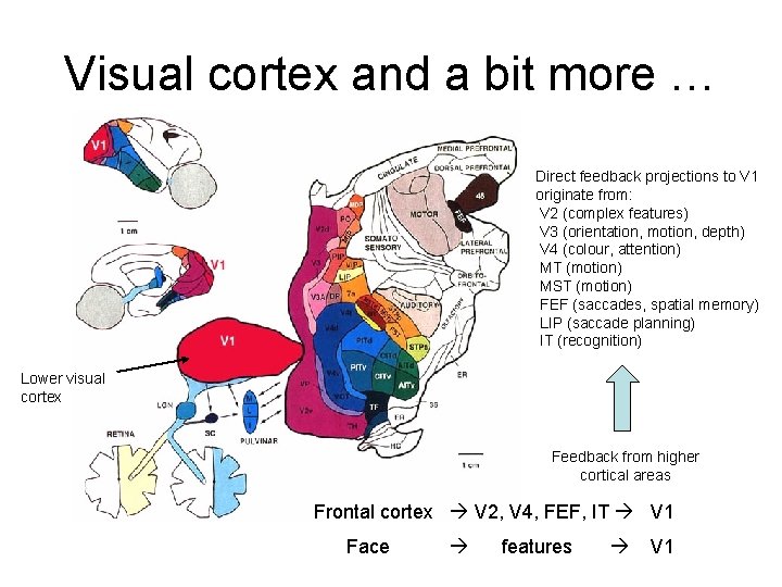 Visual cortex and a bit more … Direct feedback projections to V 1 originate