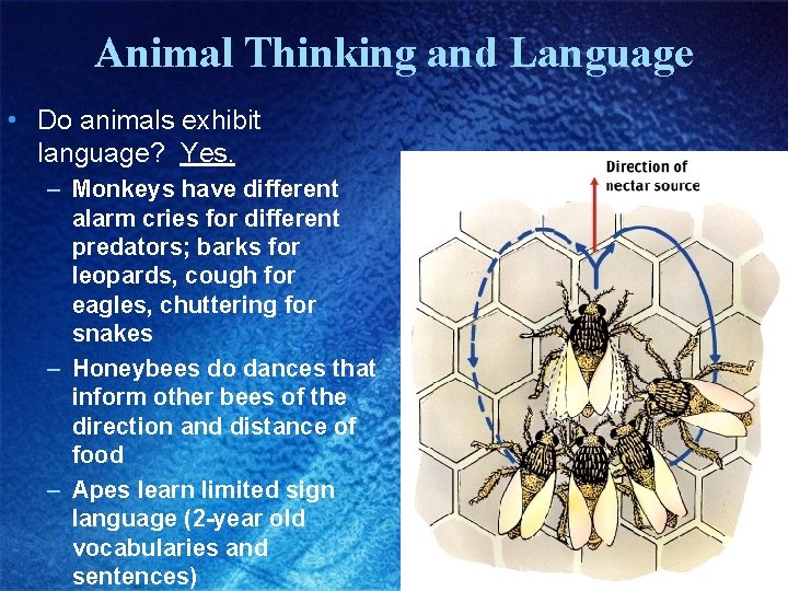 Animal Thinking and Language • Do animals exhibit language? Yes. – Monkeys have different Animal Thinking and Language • Do animals exhibit language? Yes. – Monkeys have different