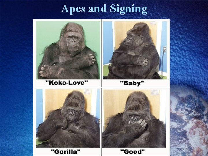 Apes and Signing Apes and Signing