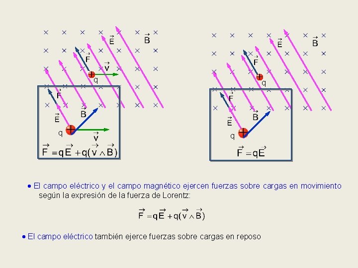 q q El campo eléctrico y el campo magnético ejercen fuerzas sobre cargas en
