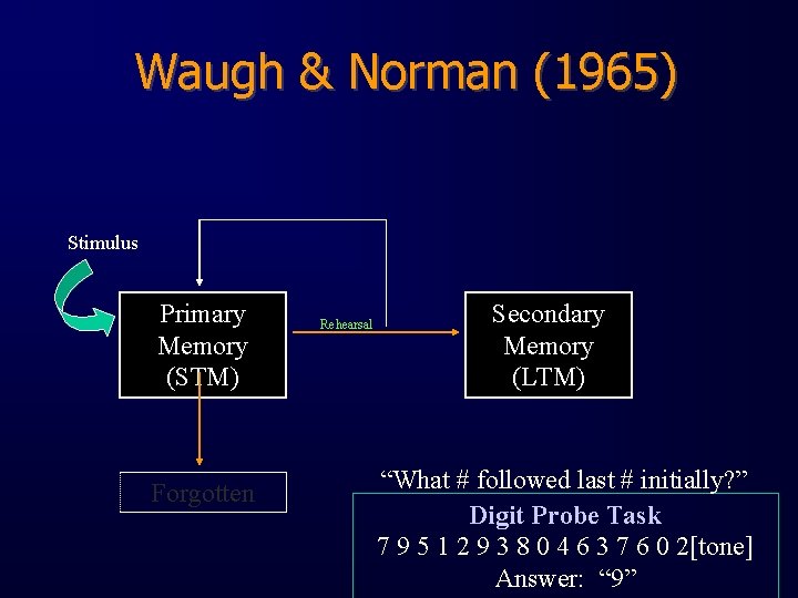 Waugh & Norman (1965) Stimulus Primary Memory (STM) Forgotten Rehearsal Secondary Memory (LTM) “What