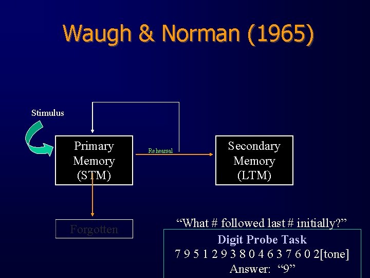 Waugh & Norman (1965) Stimulus Primary Memory (STM) Forgotten Rehearsal Secondary Memory (LTM) “What