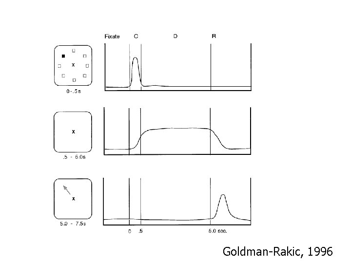 Goldman-Rakic, 1996 