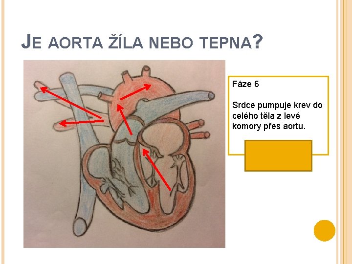 JE AORTA ŽÍLA NEBO TEPNA? Fáze 6 Srdce pumpuje krev do celého těla z