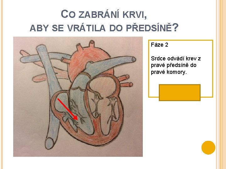 CO ZABRÁNÍ KRVI, ABY SE VRÁTILA DO PŘEDSÍNĚ? Fáze 2 Srdce odvádí krev z