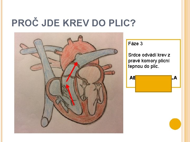 PROČ JDE KREV DO PLIC? Fáze 3 Srdce odvádí krev z pravé komory plicní