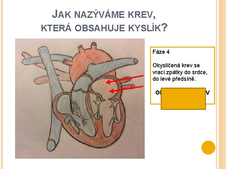 JAK NAZÝVÁME KREV, KTERÁ OBSAHUJE KYSLÍK? Fáze 4 Okysličená krev se vrací zpátky do