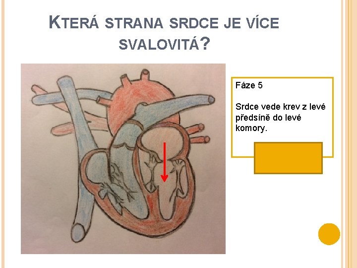 KTERÁ STRANA SRDCE JE VÍCE SVALOVITÁ? Fáze 5 Srdce vede krev z levé předsíně