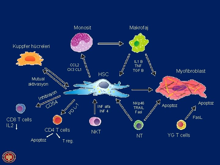 Monosit Makrofaj Kuppfer hücreleri CCL 2 CX 3 CL 1 HSC Mutual aktivasyon IL