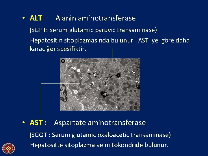 • ALT : Alanin aminotransferase (SGPT: Serum glutamic pyruvic transaminase) Hepatositin sitoplazmasında bulunur.