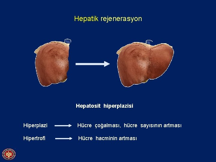 Hepatik rejenerasyon Hepatosit hiperplazisi Hiperplazi Hücre çoğalması, hücre sayısının artması Hipertrofi Hücre hacminin artması