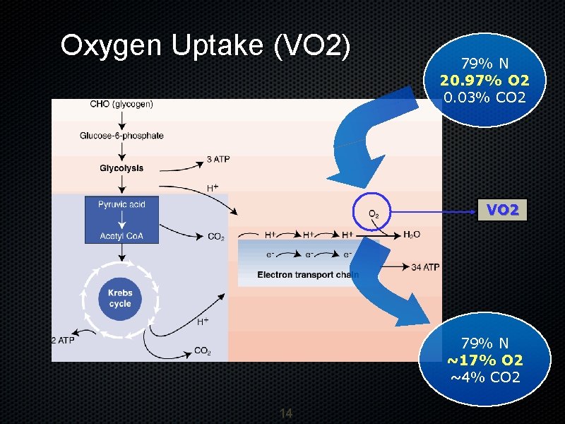 Oxygen Uptake (VO 2) 79% N 20. 97% O 2 0. 03% CO 2