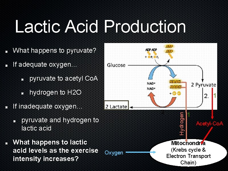Lactic Acid Production What happens to pyruvate? If adequate oxygen… pyruvate to acetyl Co.