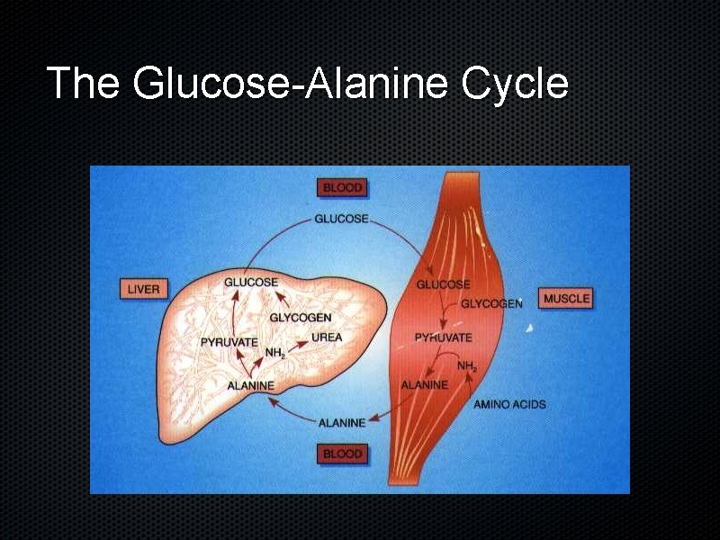 The Glucose-Alanine Cycle 