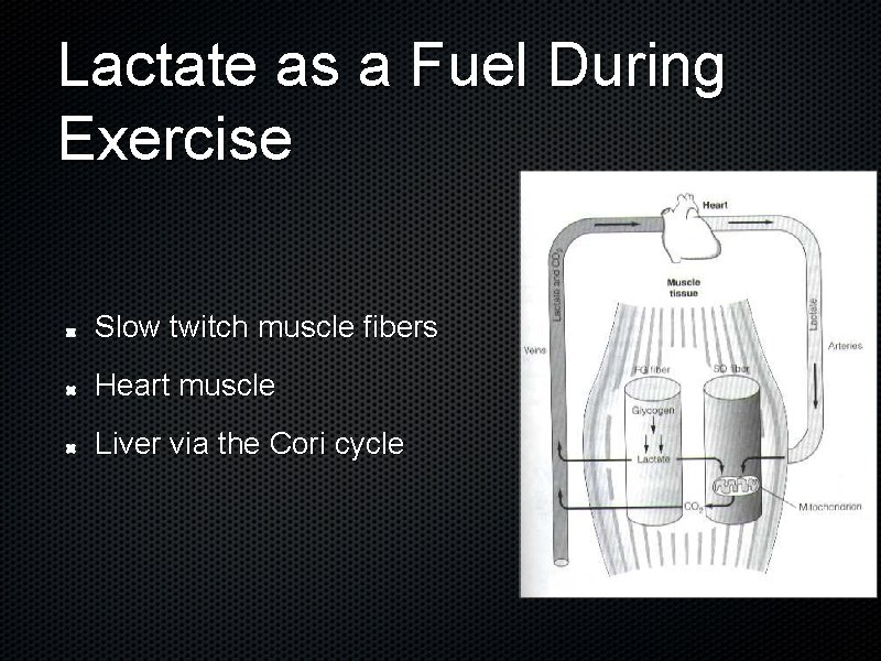 Lactate as a Fuel During Exercise Slow twitch muscle fibers Heart muscle Liver via
