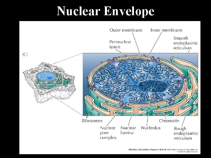 Nuclear Envelope 