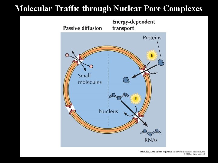 Molecular Traffic through Nuclear Pore Complexes 