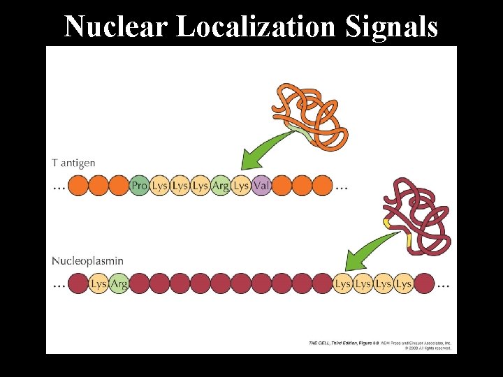 Nuclear Localization Signals 
