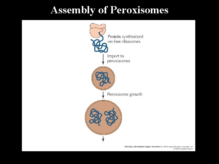 Assembly of Peroxisomes 