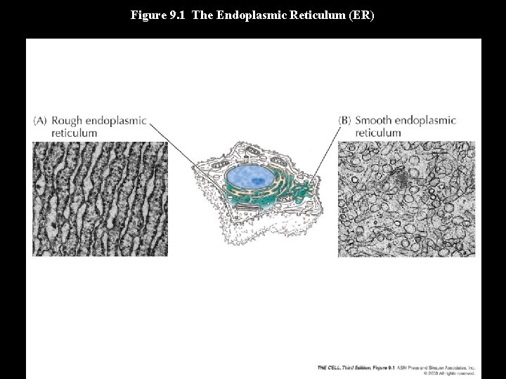 Figure 9. 1 The Endoplasmic Reticulum (ER) 