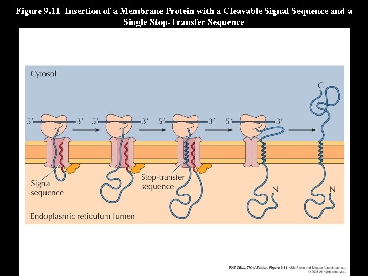 Figure 9. 11 Insertion of a Membrane Protein with a Cleavable Signal Sequence and