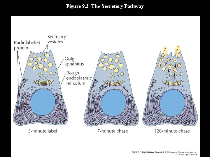 Figure 9. 2 The Secretory Pathway 