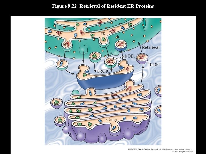 Figure 9. 22 Retrieval of Resident ER Proteins 