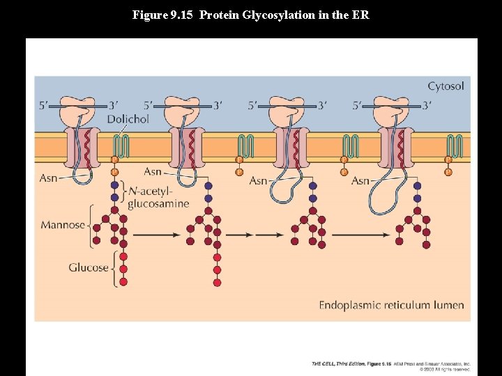 Figure 9. 15 Protein Glycosylation in the ER 