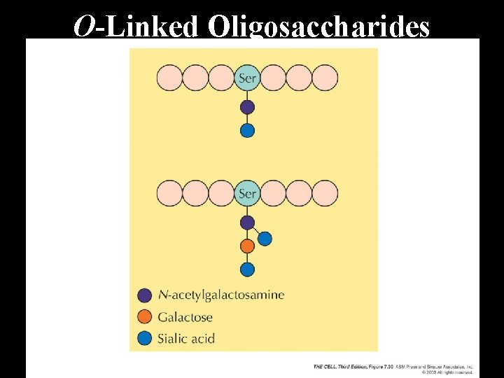O-Linked Oligosaccharides 