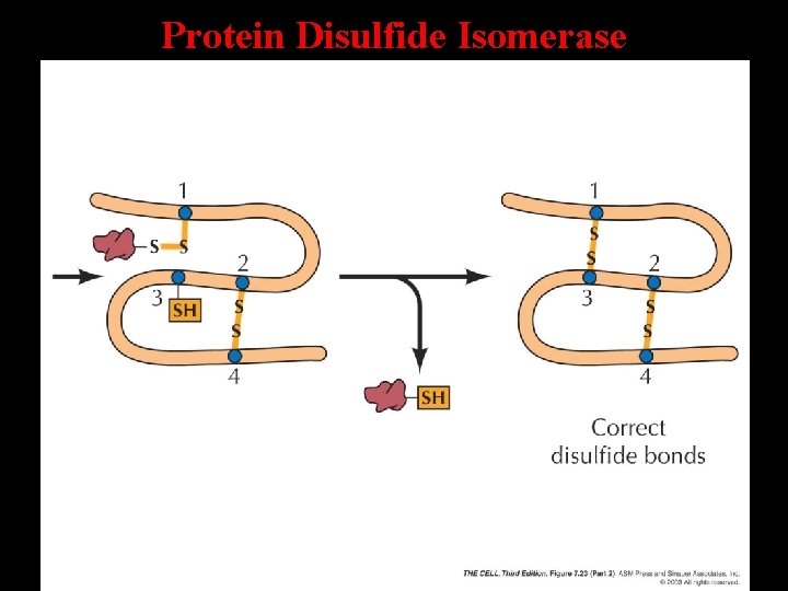 Protein Disulfide Isomerase 