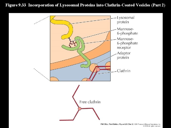 Figure 9. 33 Incorporation of Lysosomal Proteins into Clathrin-Coated Vesicles (Part 2) 