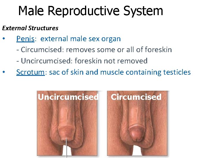 Male Reproductive System External Structures • • Penis: external male sex organ - Circumcised: