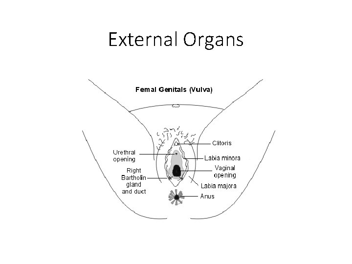 External Organs 