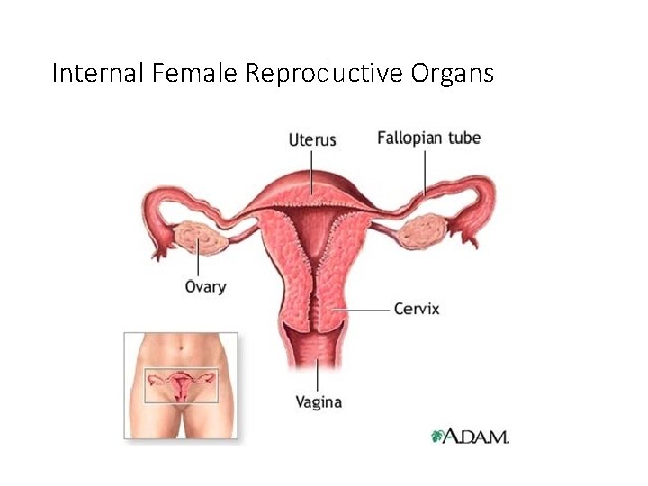 Internal Female Reproductive Organs 