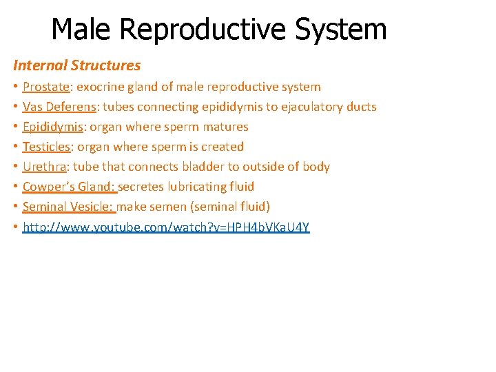 Male Reproductive System Internal Structures • • Prostate: exocrine gland of male reproductive system