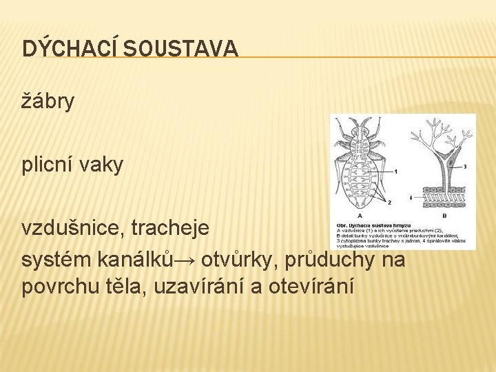 DÝCHACÍ SOUSTAVA žábry plicní vaky vzdušnice, tracheje systém kanálků→ otvůrky, průduchy na povrchu těla,