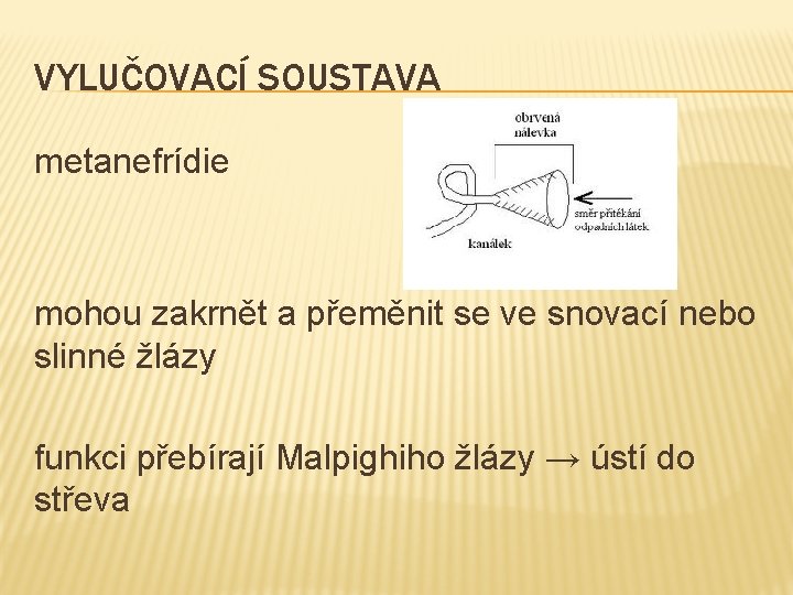 VYLUČOVACÍ SOUSTAVA metanefrídie mohou zakrnět a přeměnit se ve snovací nebo slinné žlázy funkci