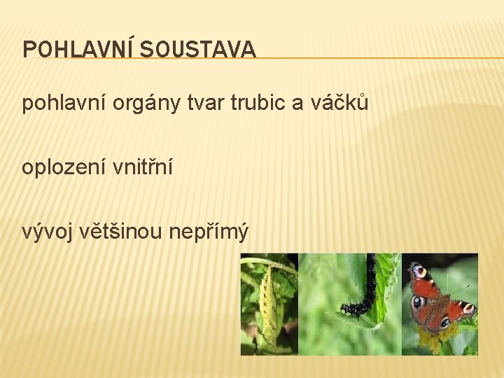 POHLAVNÍ SOUSTAVA pohlavní orgány tvar trubic a váčků oplození vnitřní vývoj většinou nepřímý 