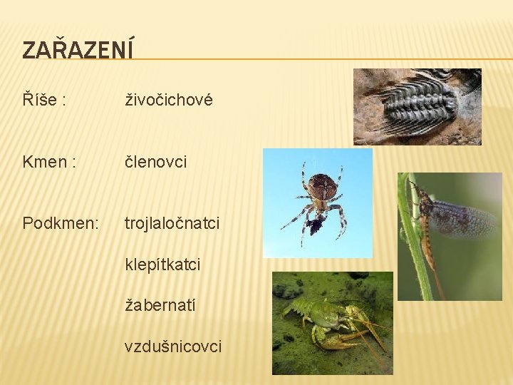 ZAŘAZENÍ Říše : živočichové Kmen : členovci Podkmen: trojlaločnatci klepítkatci žabernatí vzdušnicovci 