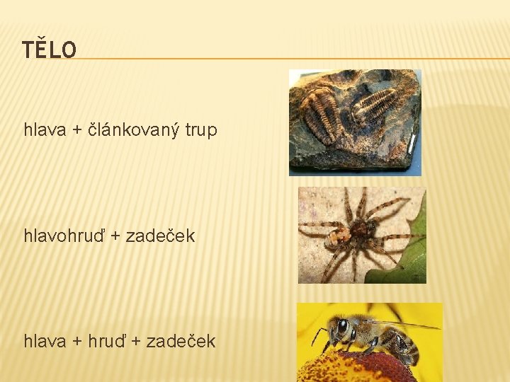 TĚLO hlava + článkovaný trup hlavohruď + zadeček hlava + hruď + zadeček 