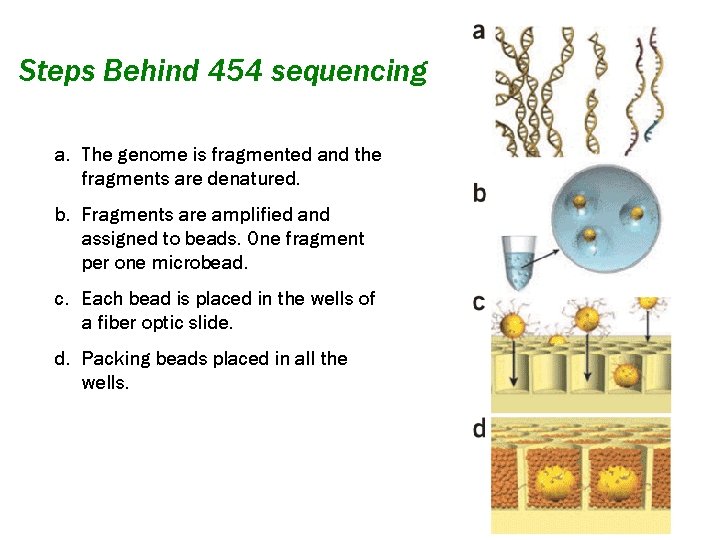 Steps Behind 454 sequencing a. The genome is fragmented and the fragments are denatured.